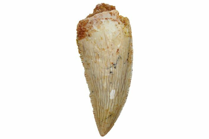 Serrated, Raptor Tooth - Real Dinosaur Tooth #255847